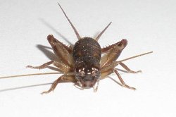 画像1: ヨナグニクチキコオロギ・若齢幼虫　5匹セット　もう今は珍しい