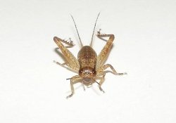 画像1: キマダラマツムシ〔マダラコオロギ〕中齢幼虫　4匹セット