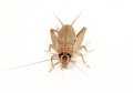 クチナガコオロギ　若齢幼虫　10匹セット