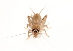 画像1: クチナガコオロギ　若齢幼虫　10匹セット