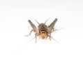 ツシマカメコオロギ中齢幼虫6匹セット
