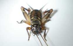 画像1: ヤエヤマクチキコオロギ・若齢幼虫　6匹セット