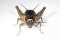 杭州産　ツヅレサセコオロギ若齢幼虫　8匹セット