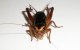 南西諸島産タイワンエンマコオロギ　若齢〜中齢幼虫10匹セット