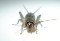 ネッタイオカメコオロギ若齢幼虫　6匹セット