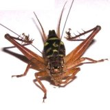 画像: キマダラマツムシ〔マダラコオロギ〕幼虫5匹セット