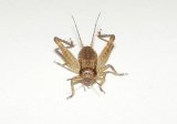 画像: キマダラマツムシ〔マダラコオロギ〕中齢幼虫　4匹セット
