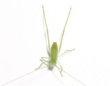 画像: タイワンクツワムシ　若齢幼虫6匹　セット