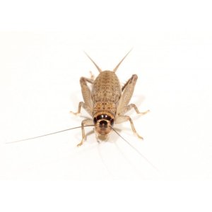 画像: クチナガコオロギ　若齢幼虫　10匹セット