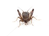 画像: ヤマトチビスズ　若齢幼虫　8匹セット