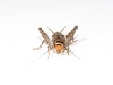 画像: ツシマカメコオロギ中齢幼虫6匹セット