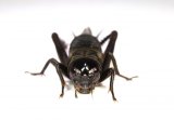 画像: ナンヨウエンマコオロギ（国内最貴重）　若齢幼虫　8匹セット