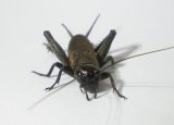 画像: ムニンエンマコオロギ　若齢幼虫　10匹セット