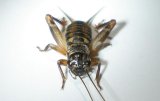 画像: ヤエヤマクチキコオロギ・若齢幼虫　6匹セット