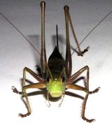画像: オキナワキリギリス　2〜3齢幼虫　5匹セット　(日本最大のキリギリス)