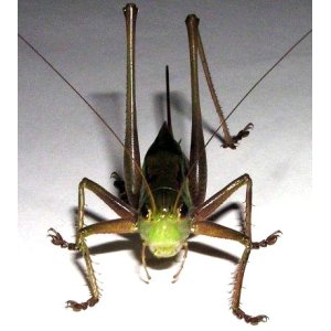 画像: オキナワキリギリス　2〜3齢幼虫　5匹セット　(日本最大のキリギリス)