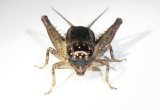 画像: 杭州産　ツヅレサセコオロギ若齢幼虫　8匹セット