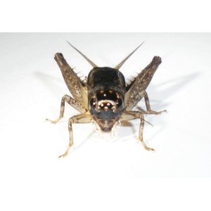 画像: 与那国島産・ナツノツヅレサセコオロギ・中齢幼虫　6匹セット
