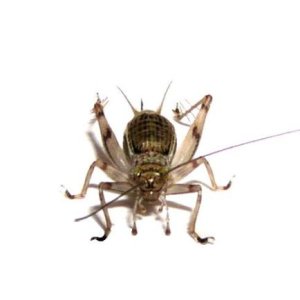 画像: クサヒバリ　ペア