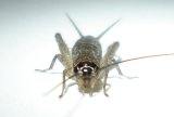 画像: ネッタイオカメコオロギ若齢幼虫　6匹セット