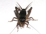 画像: ヒメコガタコオロギ　若齢幼虫　10匹セット