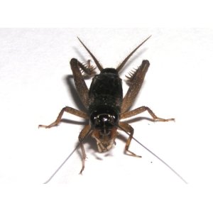画像: ヒメコガタコオロギ　若齢幼虫　10匹セット