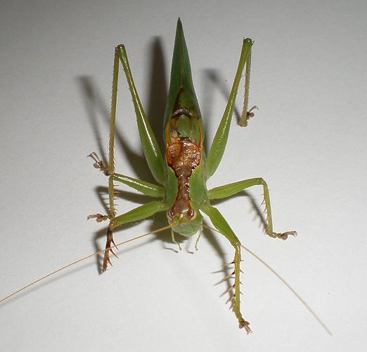 タイワンウマオイの卵 12卵入り 鳴く虫処 Akimushi タイワンウマオイの卵 12卵入り 鳴く虫処 Akimushi