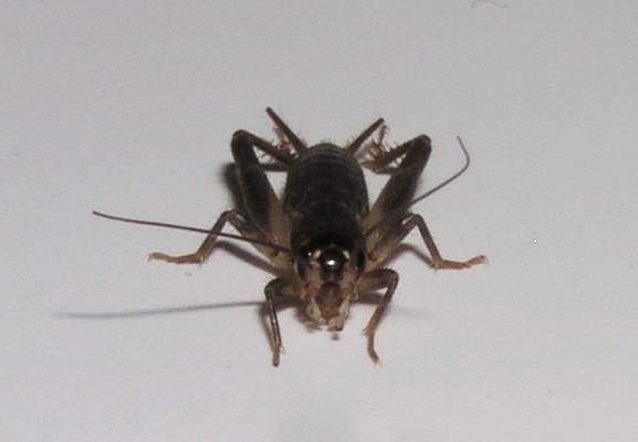 画像1: ツヅレサセコオロギ(闘蟋用にも)若齢幼虫　10匹セット