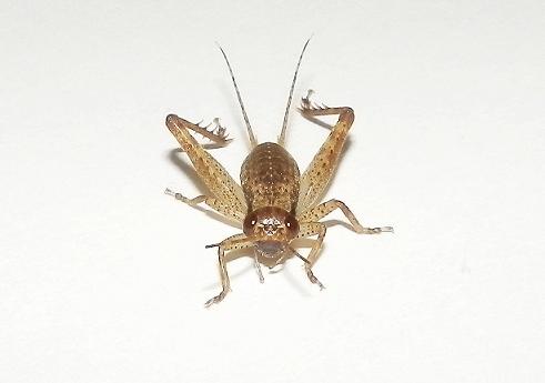 画像1: キマダラマツムシ〔マダラコオロギ〕中齢幼虫　4匹セット