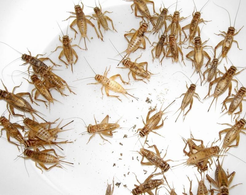 イエコオロギL 約50匹パック - 鳴く虫処 AkiMushi イエコオロギL 約50匹パック - 鳴く虫処 AkiMushi