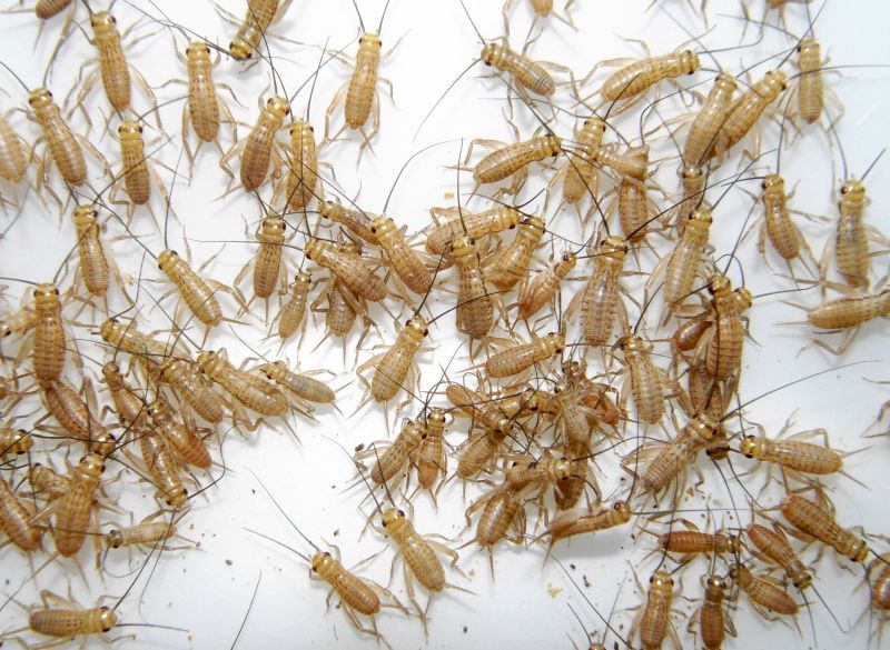 イエコオロギss 約100匹入りカップ 鳴く虫処 Akimushi