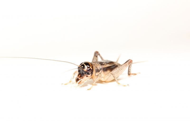 画像: クチナガコオロギ　若齢幼虫　10匹セット