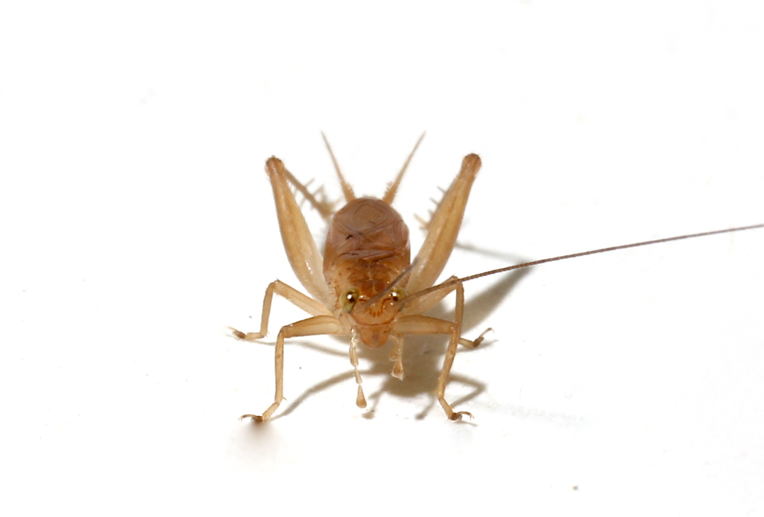 画像1: 沖縄産キンヒバリ