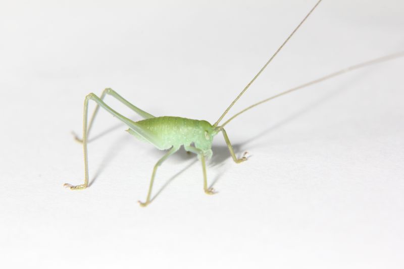 画像: タイワンクツワムシ　若齢幼虫6匹　セット