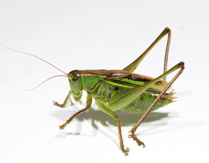 ミナミキリギリス 成虫 ペア ニシキリギリスの南九州個体群 鳴く虫処 Akimushi