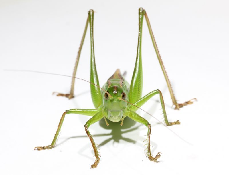 ミナミキリギリス 成虫 ペア ニシキリギリスの南九州個体群 鳴く虫処 Akimushi