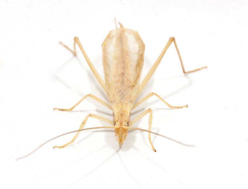 画像1: 幻のカンタン　インドカンタン（西表島産）ペア