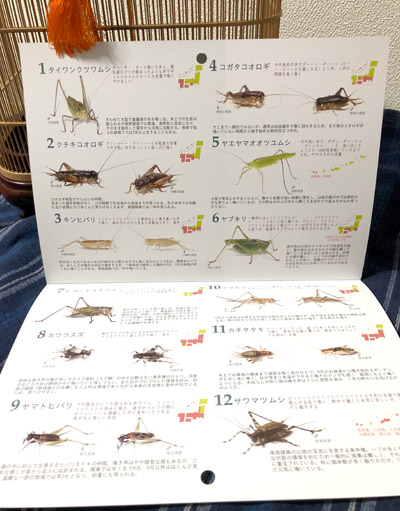 画像: 日本の鳴く虫歴2019（鳴く虫のシーズンが分かるカレンダー）