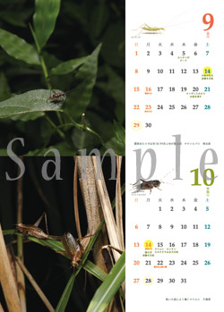 画像: 日本の鳴く虫歴2019（鳴く虫のシーズンが分かるカレンダー）
