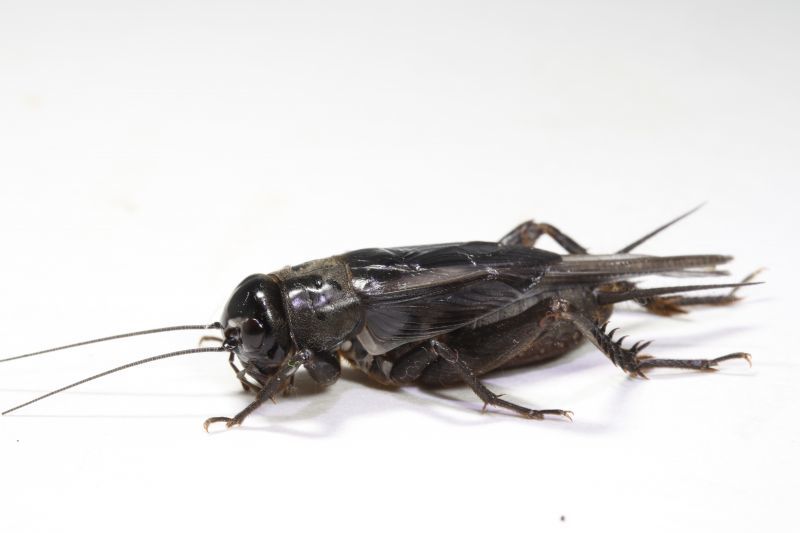 画像: ナンヨウエンマコオロギ（国内最貴重）　若齢幼虫　8匹セット
