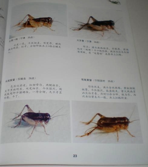 画像: 蟋蟀将軍(精品賞折)　闘蟋用ツヅレサセコオロギカタログ
