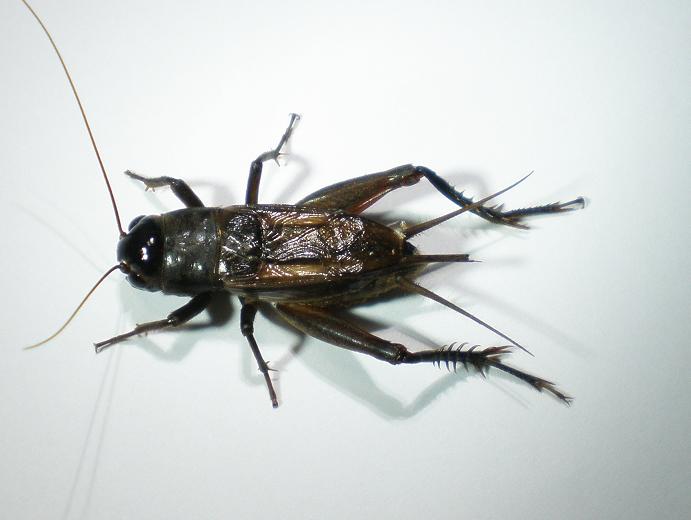 画像: ムニンエンマコオロギ　若齢幼虫　10匹セット