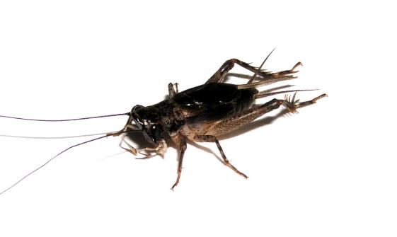 ミツカドコオロギ 中 老齢幼虫 5匹セット 鳴く虫処 Akimushi