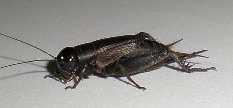 画像: マメクロコオロギ　若齢幼虫8匹セット