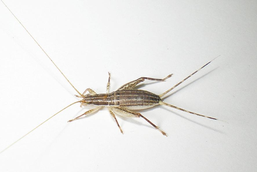 画像: リュウキュウカネタタキ・ペア　(カネタタキ最大種)西表島産