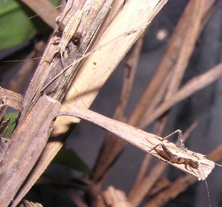 画像: オキナワマツムシ 中令幼虫6匹セット〔マツムシの亜種で大型〕