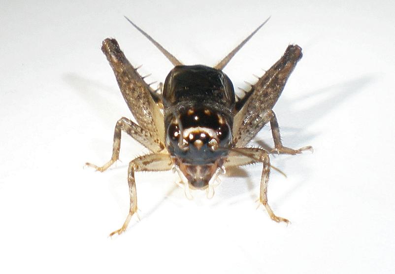 画像1: 与那国島産・ナツノツヅレサセコオロギ・中齢幼虫　6匹セット