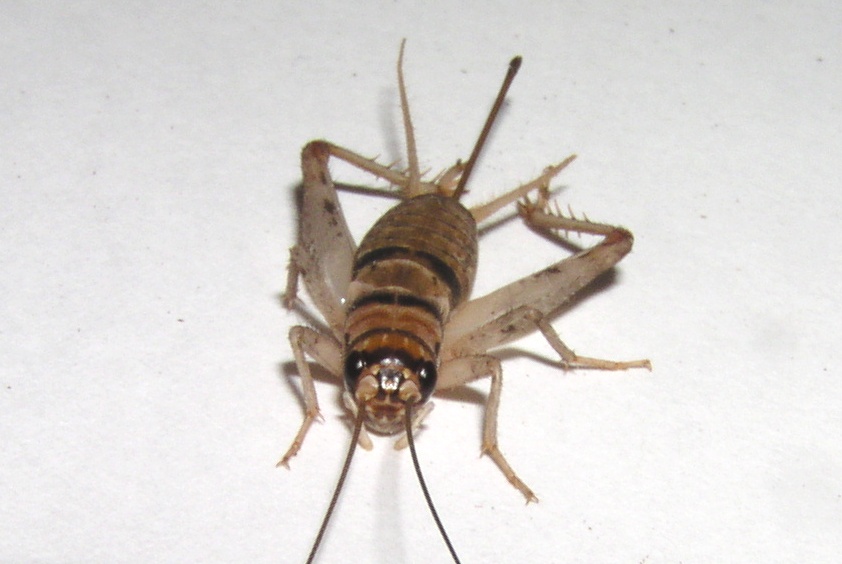 画像: カマドコオロギ　若齢幼虫 12匹セット