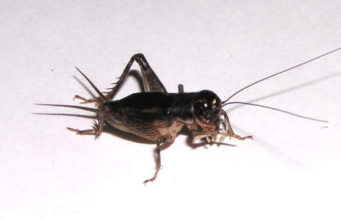 画像: ツヅレサセコオロギ(闘蟋用にも)若齢幼虫　10匹セット