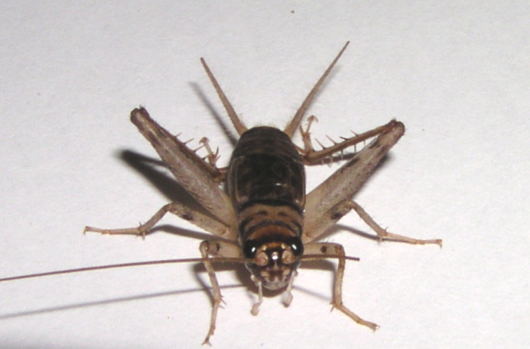 画像1: カマドコオロギ　若齢幼虫 12匹セット